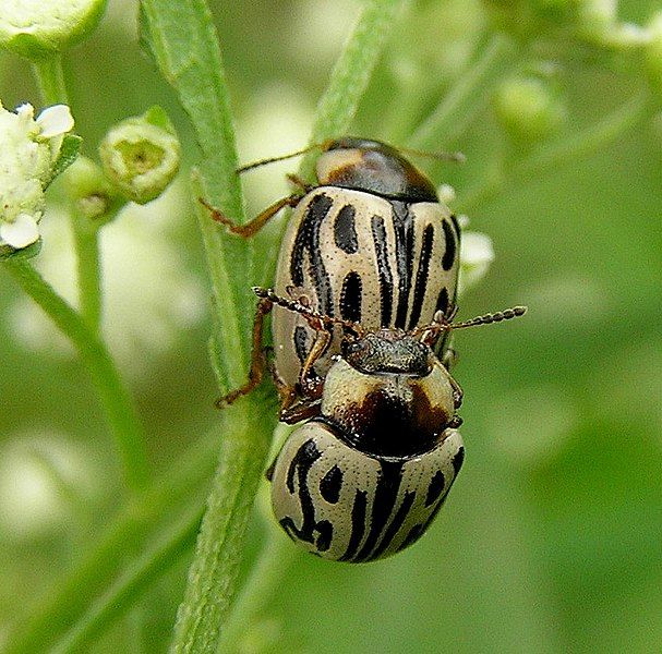 File:Parthenium beetle.JPG