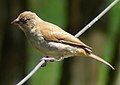 Better picture of a Swahili Sparrow