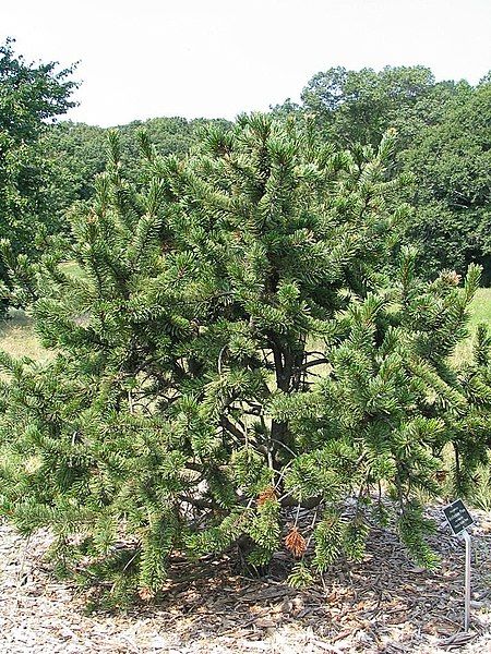 File:Pinus aristata 14zz.jpg