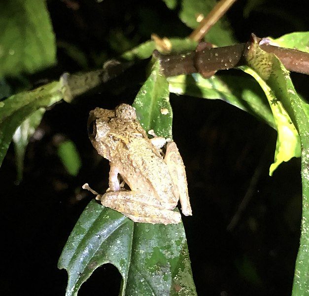 File:Pristimantis muricatus 60719187.jpg