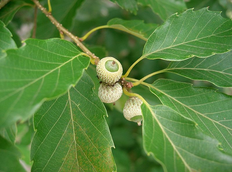 File:Quercus serrata3.jpg