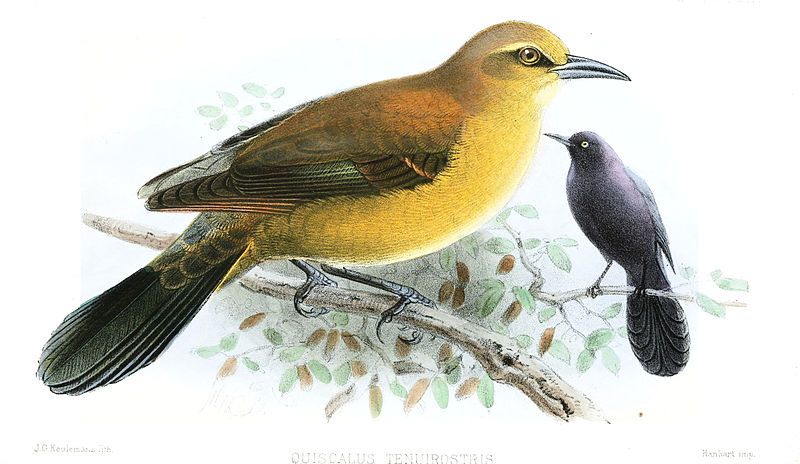 File:QuiscalusTenuirostris.jpg