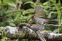 Red-browed Finch mating