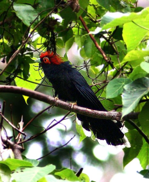 File:Red-crested-malkoha.jpg