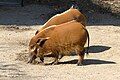 Red River Hog