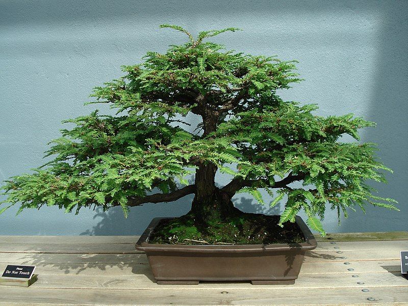 File:Redwood bonsai.JPG