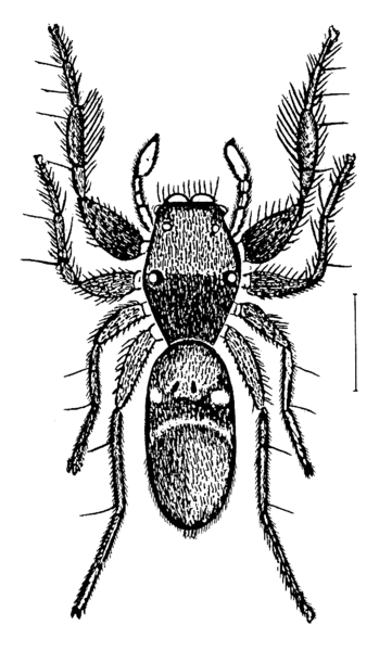 File:Rhombonotus.gracilis.png