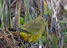 A greenish parrot sitting on grass