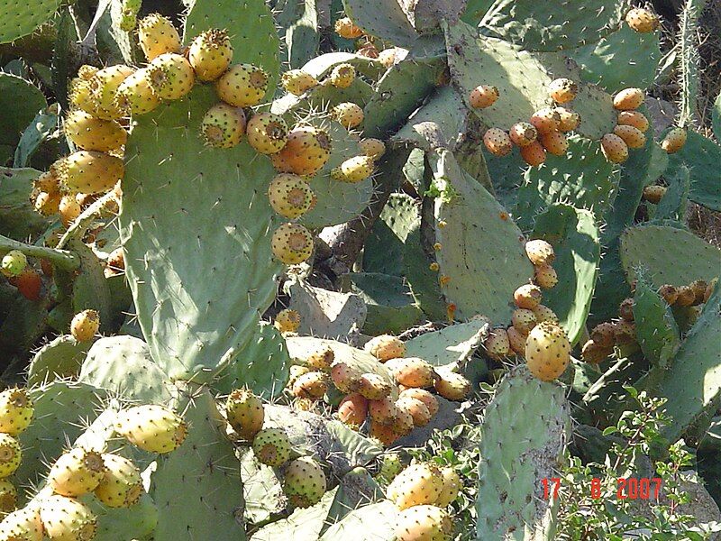 File:Sabra Cactus.JPG