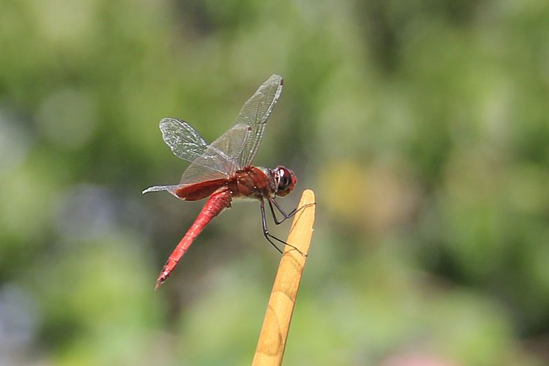 File:Scarlet Dragonfly.jpg