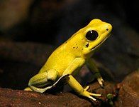 Golden poison frog (Phyllobates terribilis)