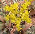 Sedum liebmannianum