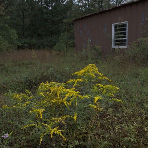 File:Solidago rugosa shed.jpg