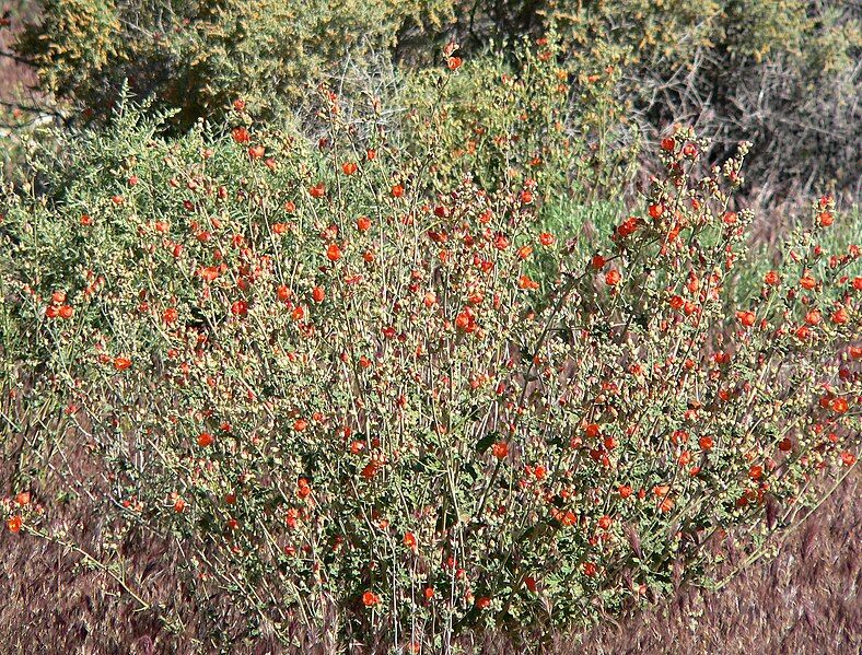 File:Sphaeralcea ambigua 1.jpg