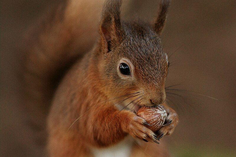 File:Tasty Hazelnut (15644892593).jpg