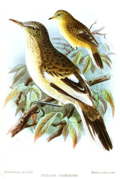 File:TatareVaughaniKeulemans.jpg