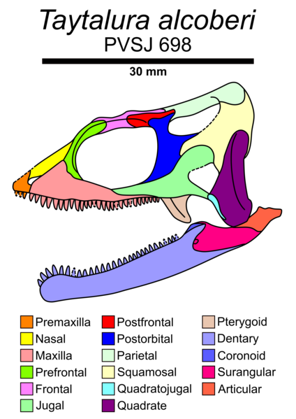 File:Taytalura skull diagram.png