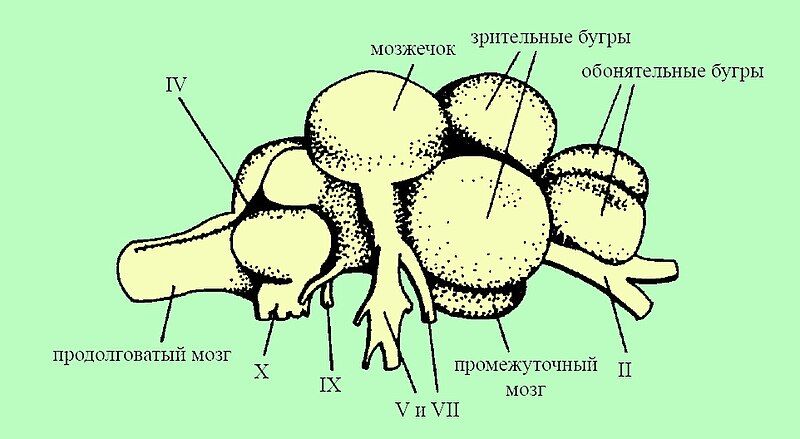 File:Tench brain.jpg