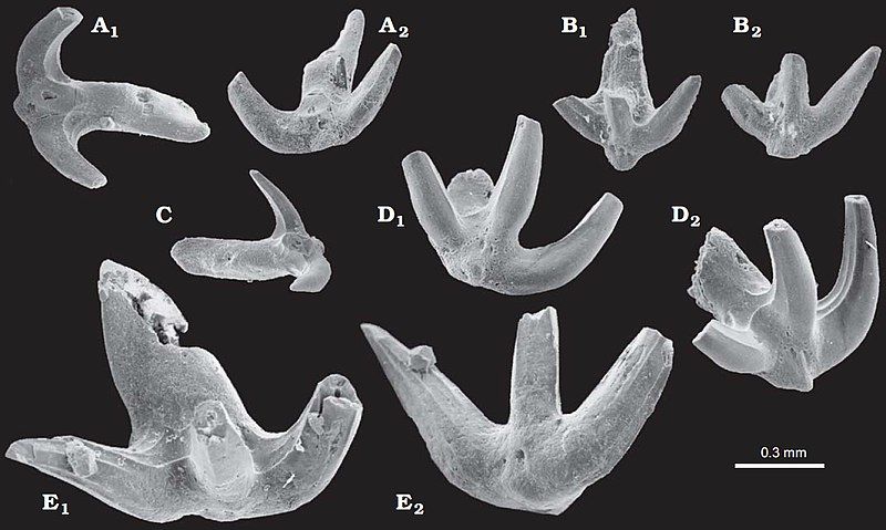 File:Thrinacodus dziki.jpg