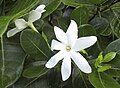 Gardenia taitensis