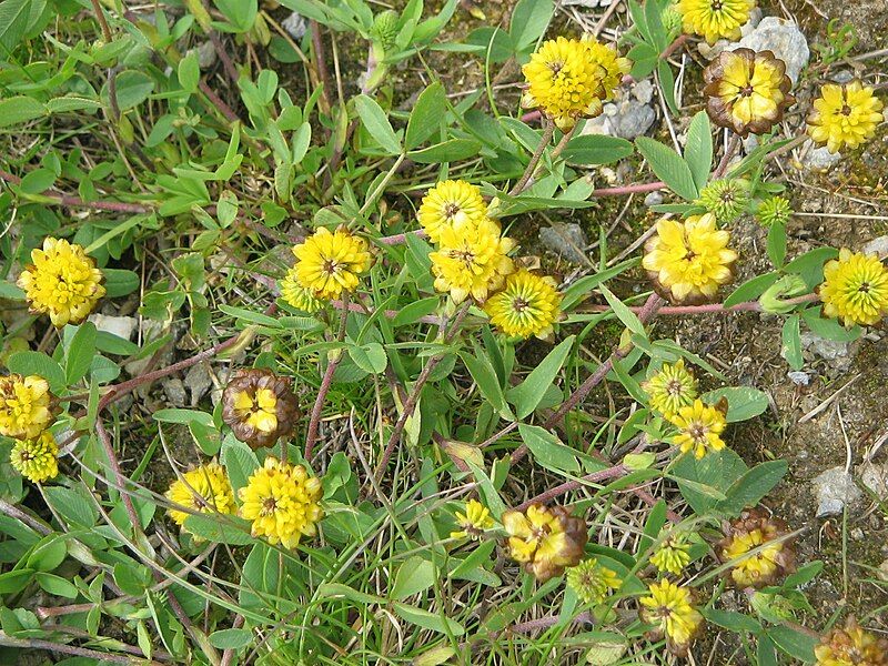 File:Trifolium badium02.jpg