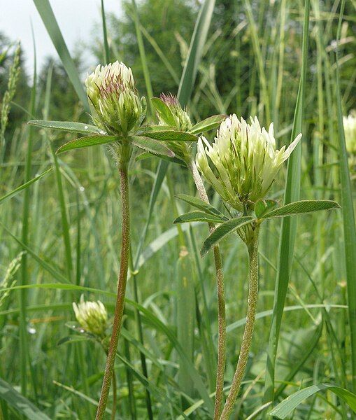 File:Trifolium ochroleucon 070608b.jpg