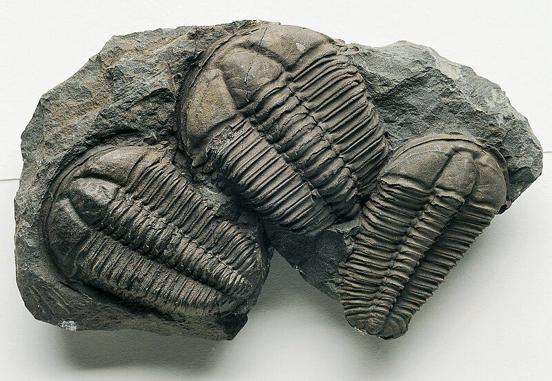 File:Trilobiti .jpg