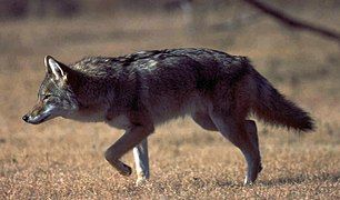 Coyote (Canis latrans)