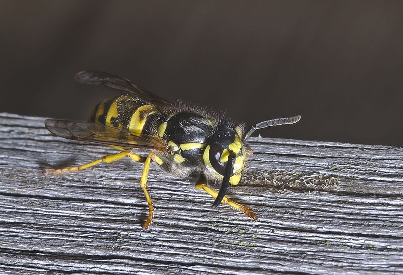 File:Vespula germanica-pjt2.jpg