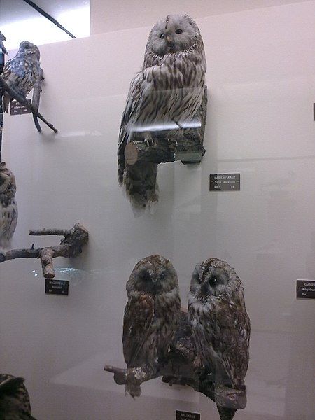 File:Wien-nhm-strix-uralensis.jpg