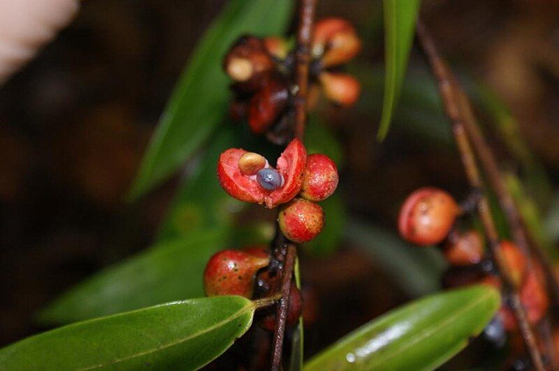 File:Xylopia sericea fruits.jpg