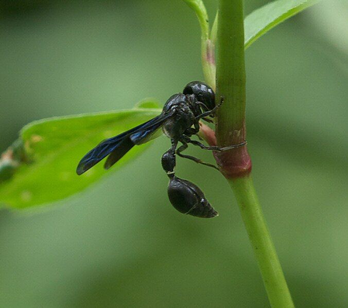 File:Zethus spinipes P1180056a.jpg