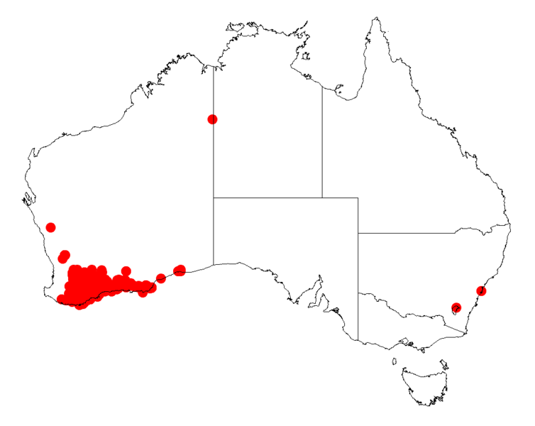 File:Acacia sulcataDistMap877.png