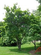 Mature tree; cultivated, Rīga, Latvia