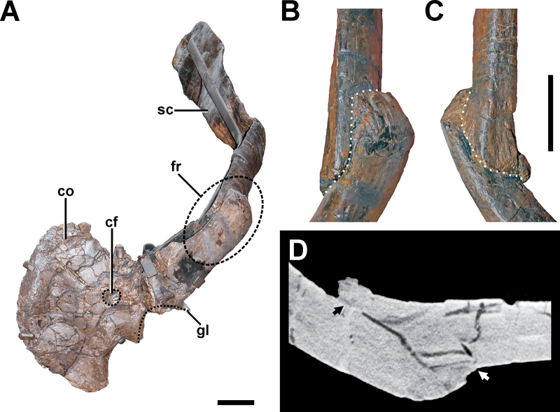 File:Allosaurus paleopathologic scapula.png