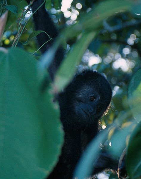 File:Alouatta pigra.jpg