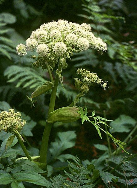 File:Angelica sylvestris 3.jpg