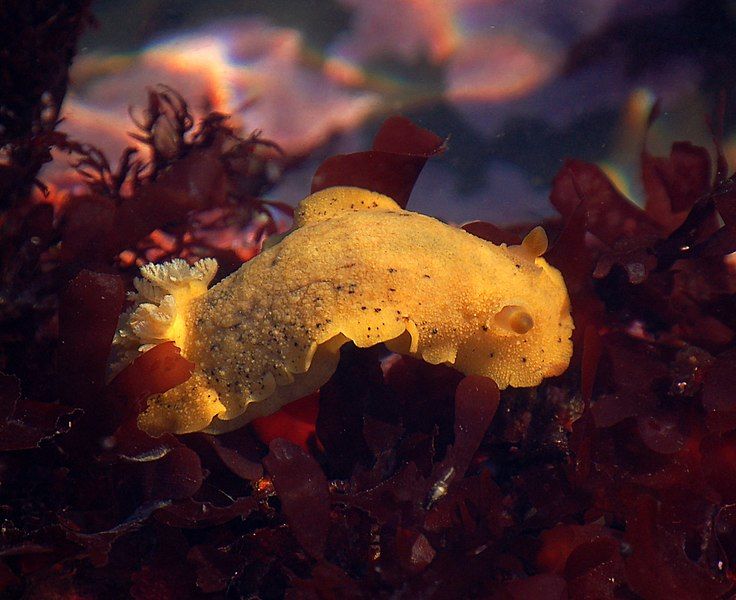 File:Anisodoris nobilis.jpg