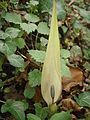 Arum maculatum