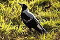 An Australian Magpie