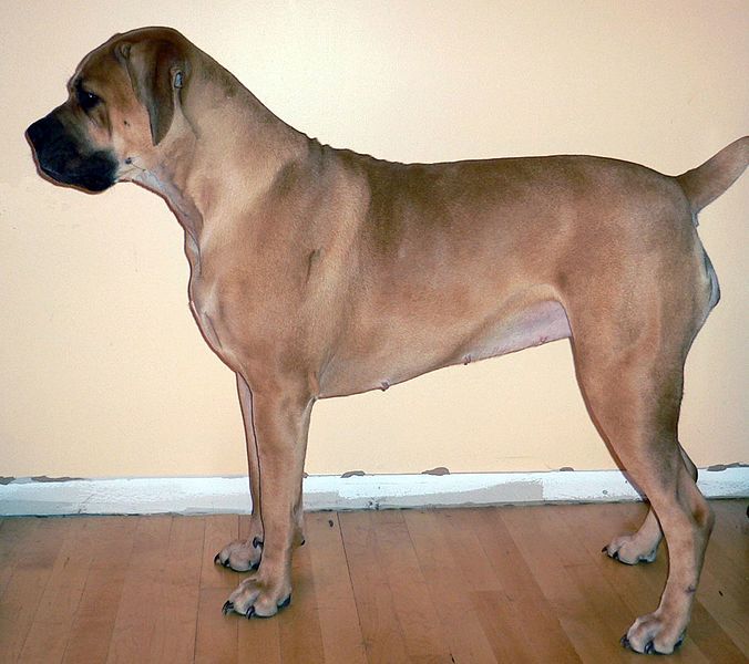 File:Boerboel.jpg