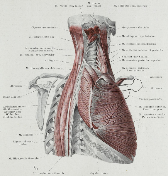 File:Braus 1921 140.png