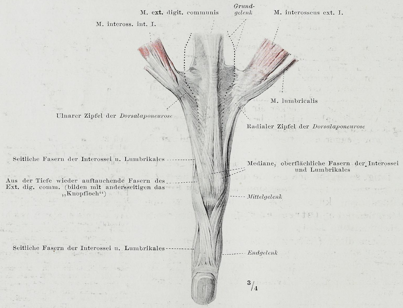 File:Braus 1921 217.png