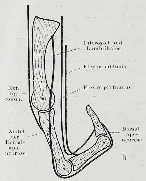 File:Braus 1921 221b.png