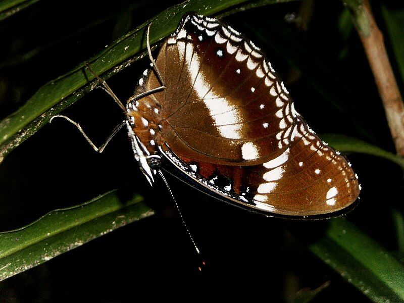 File:Butterfly Daintree Queensland.JPG