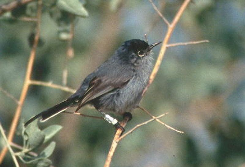 File:California Gnatcatcher.jpg