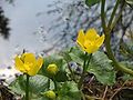 Caltha palustris opening