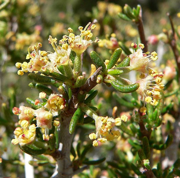 File:Cercocarpus intricatus 12.jpg