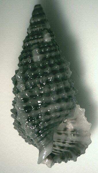 File:Cerithium tenellum 002.jpg