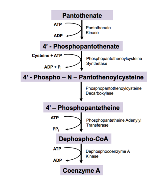 File:CoA Biosynthetic Pathway.png